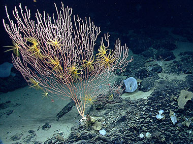 Corals were diverse on Mytilus Seamount, but composition and abundance of corals differed between the north and south side of the seamount.
