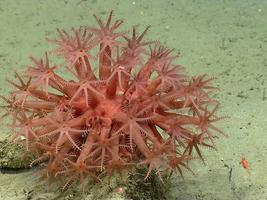 <em>Anthomastus</em> coral in Oceanographer Canyon.