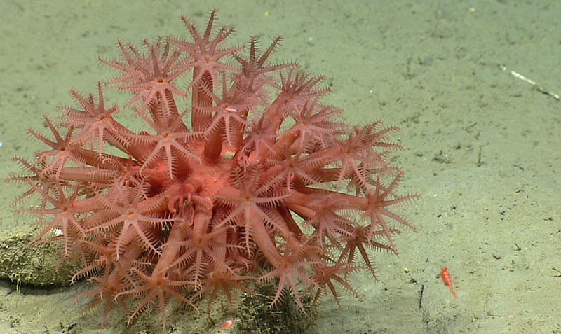 <em>Anthomastu</em>s coral in Oceanographer Canyon.