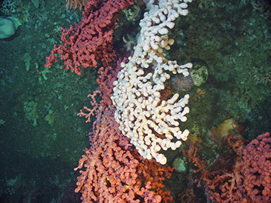 The bubblegum coral Paragorgia arborea growing on a boulder in the Northeast Channel.