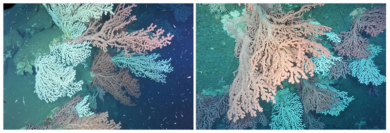 Beautiful coral gardens, dominated by the bubblegum coral Paragorgia arborea, were observed in Heezen Canyon (left) in U.S waters and Corsair Canyon on the Canadian side of the border. Large aggregations, especially of such large-sized ( > 1 m) colonies, of bubblegum coral in both canyons were amazing findings of this earlier (2014) expedition. Observations such as these contribute to our understanding of distributions and abundances of species, as well as providing clues to the level of population connectivity of organisms among canyons.