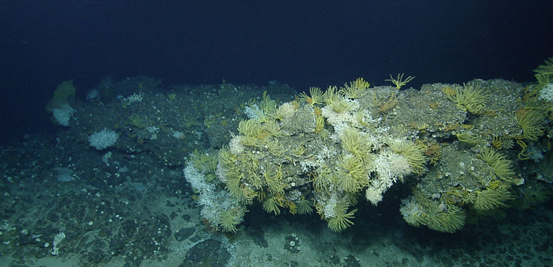 Seamount summit coral community from the Anegada Passage area. Rocky, reef-like assemblages covered with hard corals (Madracis sp. and Madrepora sp.) often find abundant hard substrate on current-swept seamount summits.