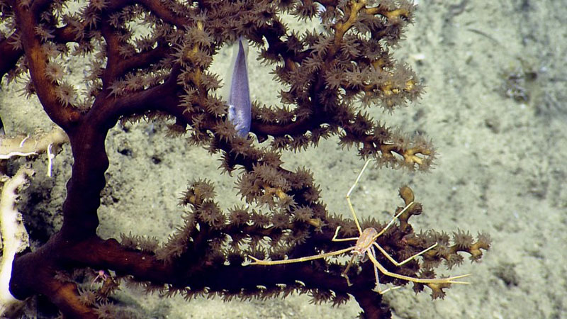 A hard coral (Dendrophyllia sp.) from the area around Navassa Island in the U.S. Caribbean. Deepwater corals provide habitat for associated species like fishes and invertebrates.