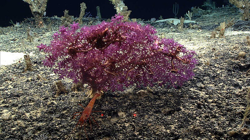 Diverse deep-sea coral assemblage imaged south of St. Croix.