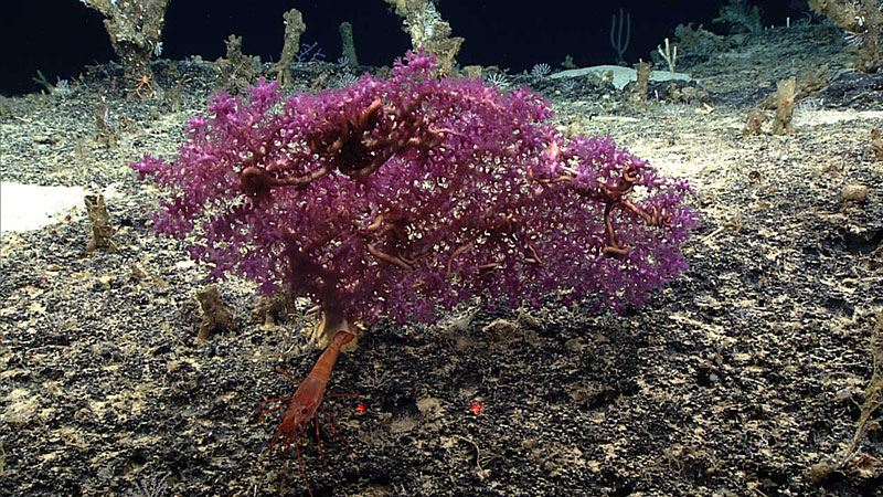 Diverse deep-sea coral assemblage imaged south of St. Croix at a depth of ~900 meters (~2,950 feet) during the 2015 Océano Profundo expedition aboard NOAA Ship Okeanos Explorer. 