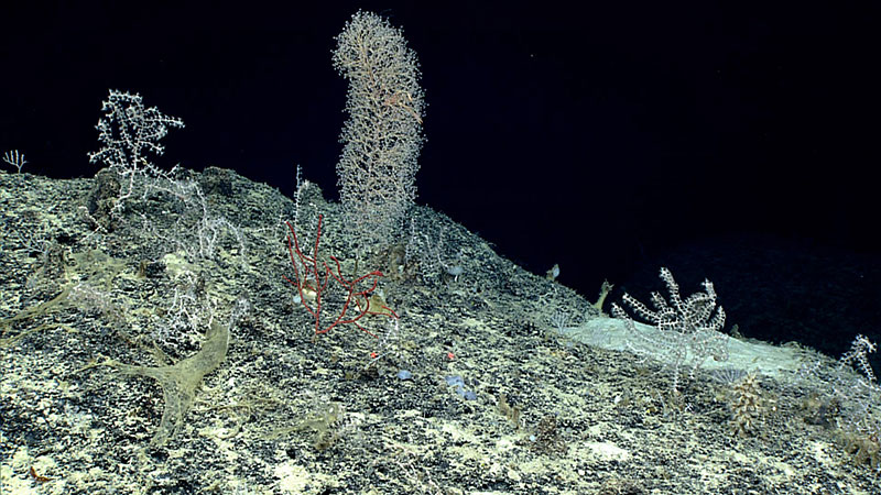 Diverse deep-sea coral assemblage imaged south of St. Croix at a depth of ~900 meters (~2,950 feet) during the 2015 Océano Profundo expedition aboard NOAA Ship Okeanos Explorer. 