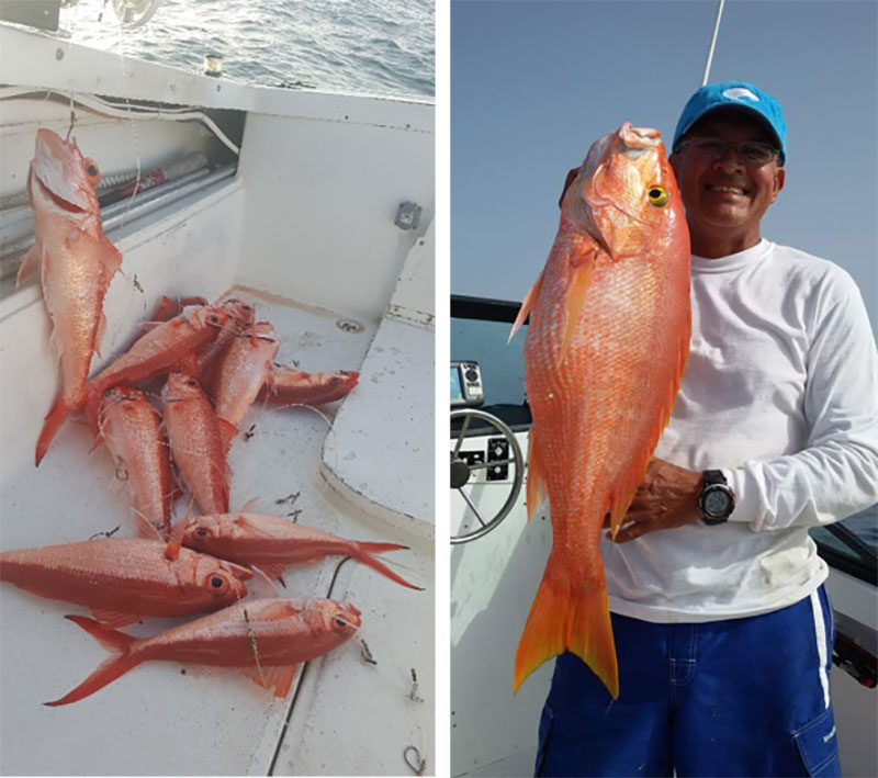 Queen snapper (Etelis oculatus, left) and silk snapper (Lutjanus vivanus, right) caught on the west coast of Puerto Rico by Mr. L. Román, who is pictured on the right. Image courtesy of L. Román.