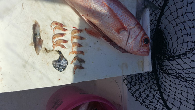 Prey (shrimp, squid, fish) collected from the mouth of a queen snapper (Etelis oculatus) caught off Rincón, Puerto Rico. Image courtesy of L. Román. 