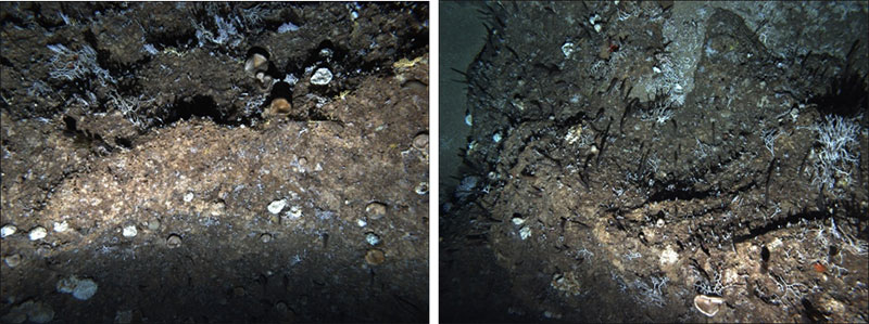 Images taken from the SeaBed Autonomous Underwater Vehicle (AUV) in the Mona Passage at a depth of 270-280 meters (~900 feet)-. Images courtesy of J. Garcia Sais.