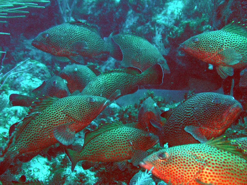 Spawning aggregation of Red Hind (<em>Epinephelus guttatus</em>) located within the Lang Bank seasonal closure off the eastern shelf edge of St. Croix, U.S. Virgin Islands. Image courtesy of Richard Nemeth, University of the Virgin Islands.