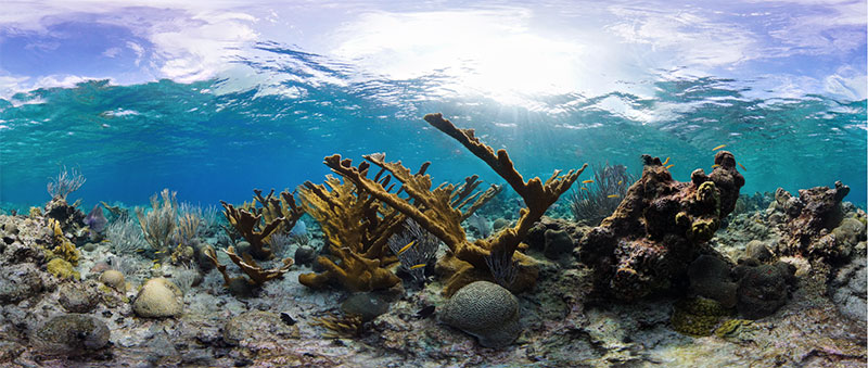 Shallow coral at Buck Island Reef National Monument. Image courtesy of Stephanie Roach, The Ocean Agency.