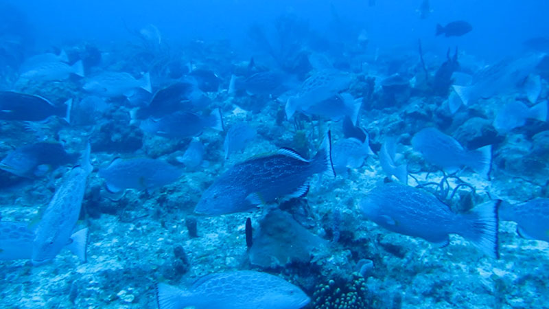 Spawning aggregation of yellowfin grouper (Mycteroperca venenosa) located at the Grammanik Bank off the southern coast of St. Thomas, U.S Virgin Islands. Image courtesy of Richard Nemeth, University of the Virgin Islands.