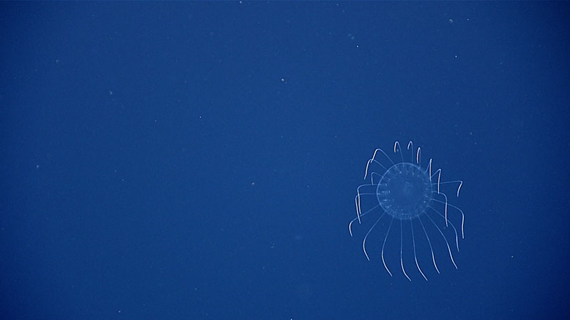 A medusa jellyfish recorded during the midwater portion of Dive 10.