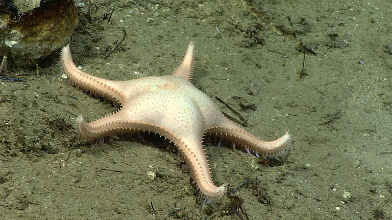 Una estrella de mar de cinco brazos (Evoplosoma sp.) filmada sobre sedimentos finos durante el buceo 12. El cuerpo hinchado de esta estrella indica que este animal probablemente se alimentó recientemente.