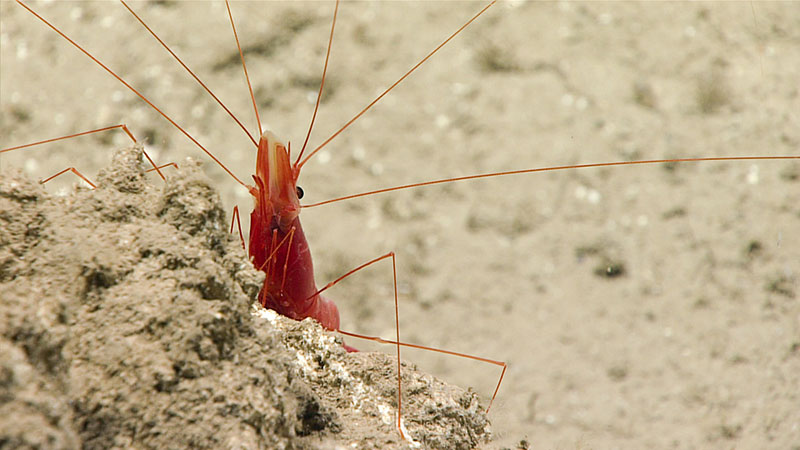 We observed a couple of different shrimps during this dive, including this long-legged shrimp (Nematocarcinus sp.).