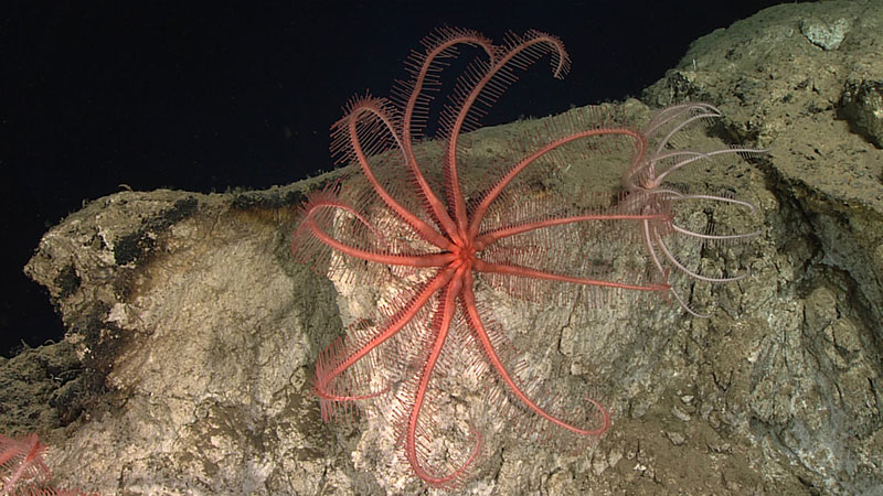 Echinoderms were the most abundant animals seen throughout the dive, with brisingid sea stars being the most common amongst them.