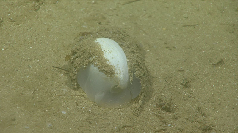 Un extraño molusco que se movía lentamente a través de los sedimentos finos fue descubierto hacia el comienzo de la inmersión. La parte blanca es la concha del molusco.