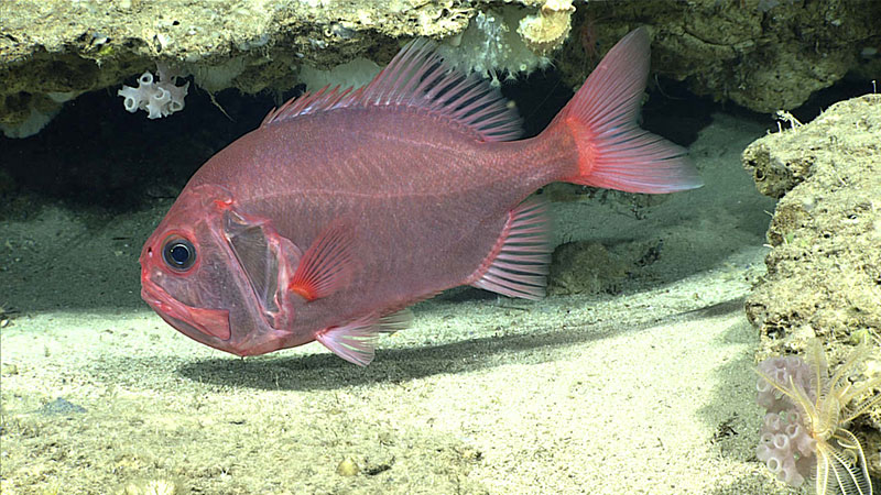 The orange roughy (Gephyroberyx sp.) was the most common fish observed on Dive 13. 