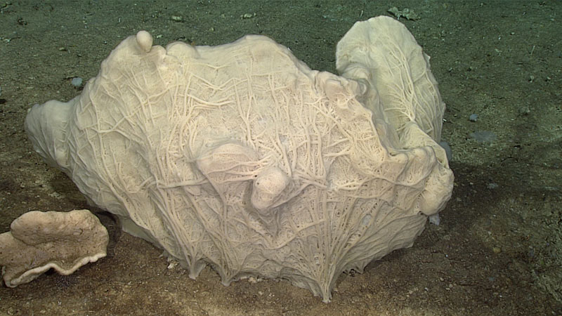 This demosponge (<em>Phakellia</em> sp.) was one of the largest sponges seen on Dive 13. Demosponges were the most common group of sponges seen on today’s dive. Most of these were, however, rather small in size.