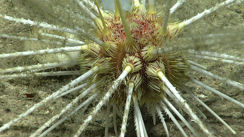This urchin (Histocidaris nuttingi) uses its long spines for defense and for moving along the seafloor. The small hooks on the spines are used for manipulating food.