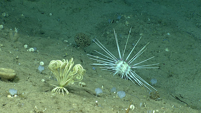 Sponges and echinoderms were the main fauna observed during Dive 14.