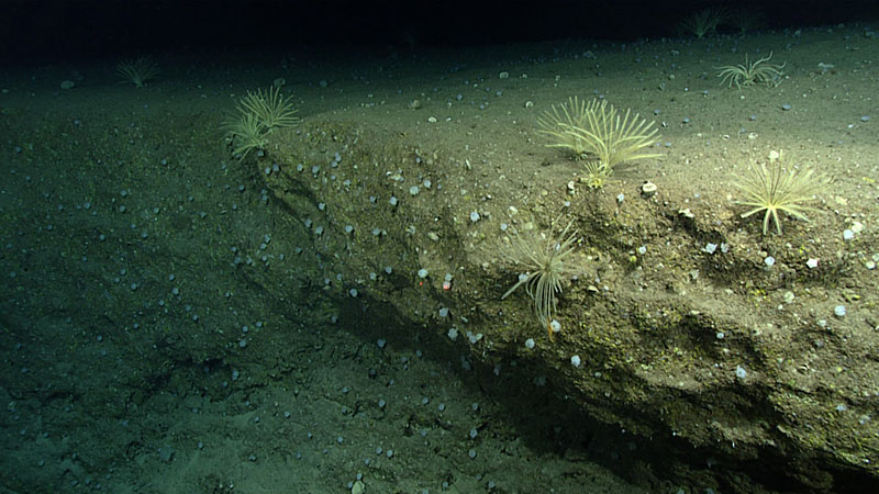 Crinoids were more abundant during Dive 14 than at any other site explored during the expedition. They were frequently seen close to the edges of ledges.