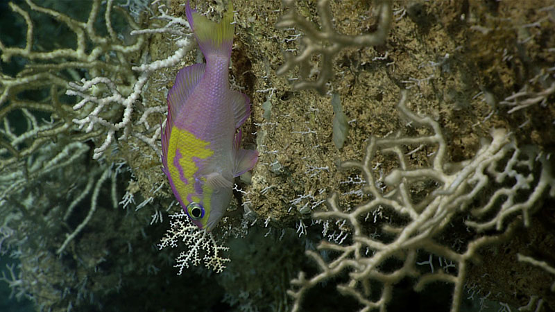 El pez Pronotogrammus martinicensis filmado cerca cerca de varias colonias de corales stylasteridos.
