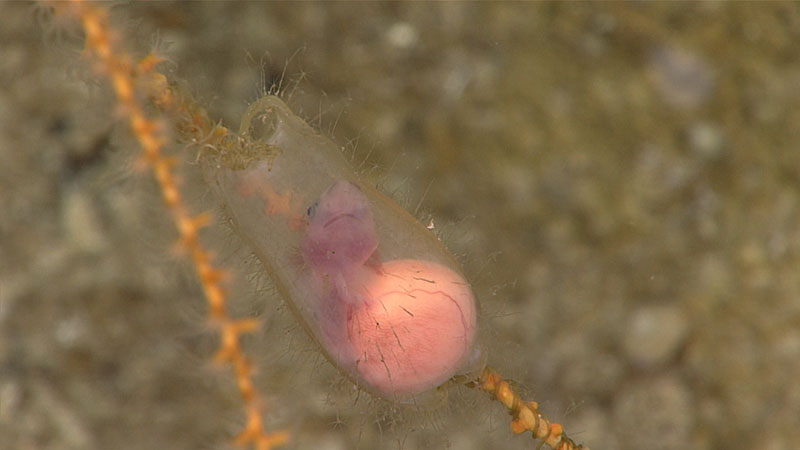 A highlight of Dive 15 was the sighting of a translucent egg case with a catshark embryo actively swimming inside.