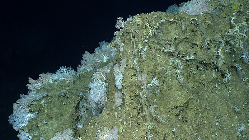 Los corales stylateridos fueron el grupo de corales más abundantes en la inmersión de hoy.