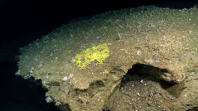 The terrain explored during Dive 15 included a lot of overhangs and crevices, which provided great habitat for a wide diversity of organisms.