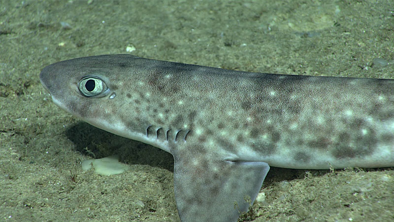 Tiburón gato o alitán (Scyliorhinus sp.) filmado durante la inmersión número 16 de la expedición.