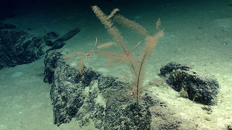 Colonia de coral negro (posiblemente Trissopathes sp.) con varias langostas agazapadas posadas en sus ramas.