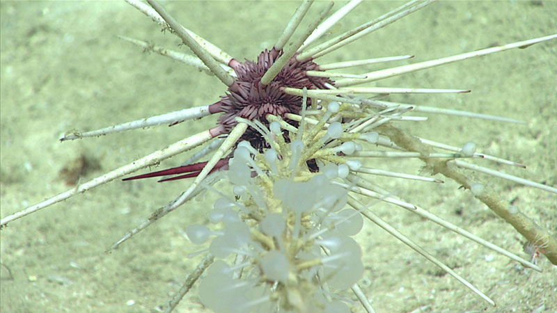 Erizo de mar en la familia Cidaridae depredando a una esponja carnívora (Chondrocladia sp.). Esta es la primera vez que documentamos este tipo de evento de depredación en esta expedición.