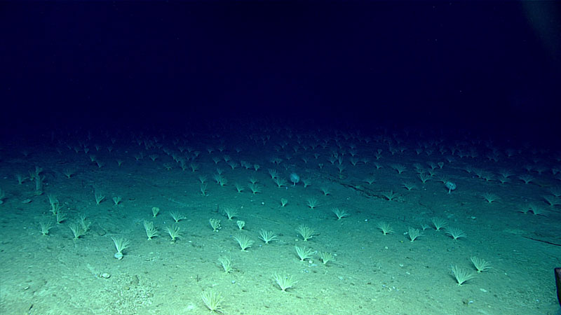 Large aggregations of crinoids were seen on top of the ridge during Dive 18.