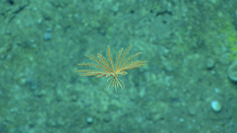 Stylmetra spinifera crinoid seen swimming through the water column on Dive 18.