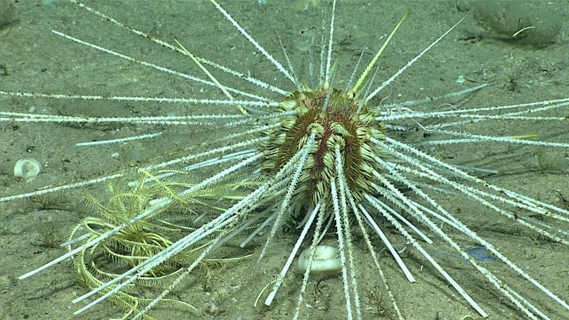 Histocidaris sp. sea urchin preying on a Crinometra sp. crinoid by pinning it down.