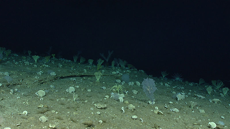 Diverse invertebrate assemblage of crinoids, corals and sponges seen near a topographic high point of Dive 18.