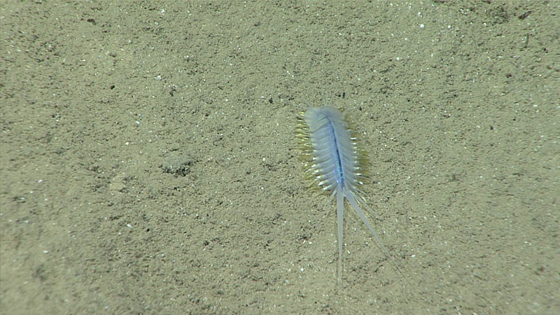 Polynoid worm seen on soft sediments at the beginning of Dive 19.