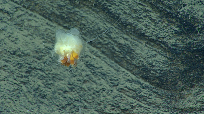 Dandelion siphonophore seen near the end of Dive 19.
