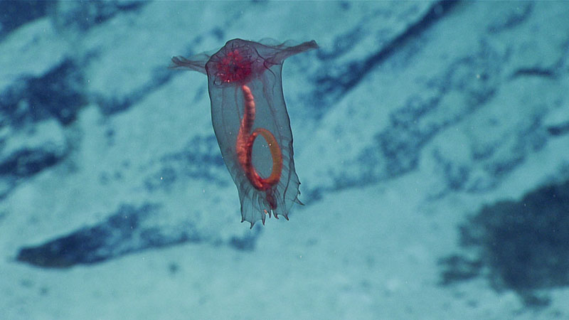 Pepino de mar (posiblemente Enypniastes sp.) nadando en la columna de agua.
