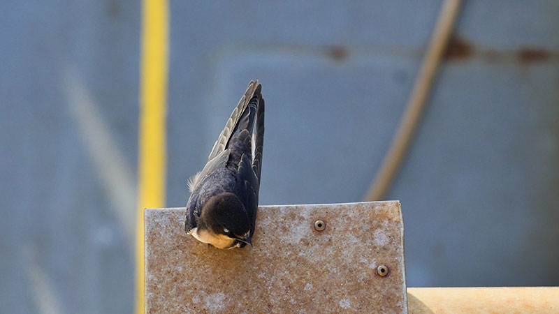 This swallow landed on the fantail of NOAA Ship Okeanos Explorer to observe the ROV recovery after the last dive of this expedition. This was a symbolic moment as a swallow is traditionally associated in nautical culture with 5,000 miles sailed.