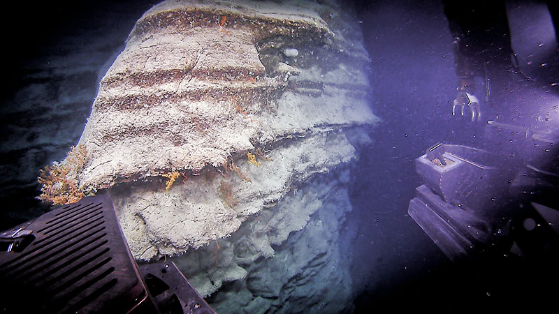 The exposed carbonate walls with undercut ledges provided good habitat for a diversity of deep-sea corals.