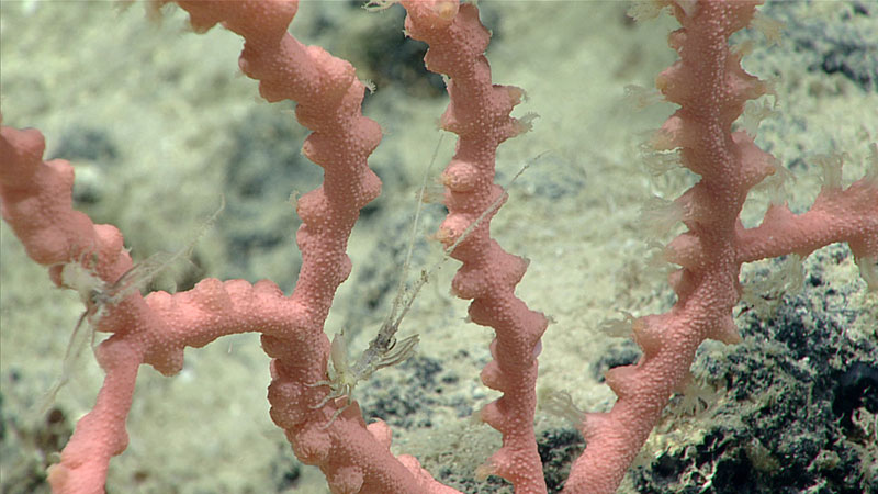 Observamos isópodos, probablemente de la familia Arcturidae, sobre coral chicle a una profundidad de 1.950 metros (~6400 pies).