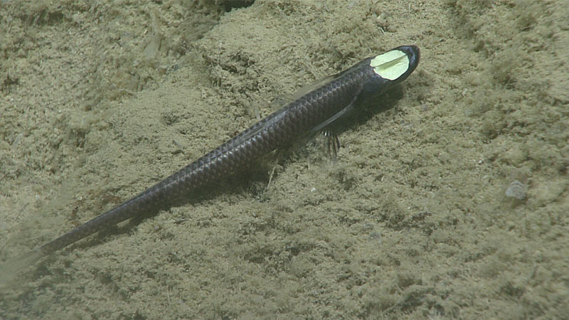 The tripod fish, Ipnops murrayi, was only one of two species of fish observed during the dive. The prominent eyes of this species have been hypothesized to produce light; however, during an Okeanos Explorer expedition to the Gulf of Mexico earlier this year, the remotely operated vehicle's lights were turned off to see if its eyespots exhibited bioluminescence and they did not.