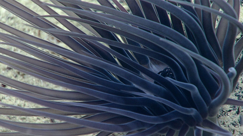 A ceriantharian, also known as tube-dwelling anemone, filmed during Dive 5. In contrast to sea anemones, ceriantharians have two rings of tentacles with different tentacle lengths. The outer and longer ring of tentacles is used to capture food particles from the water column, while the inner and shorter ring of tentacles is used to move captured food particles towards the mouth.