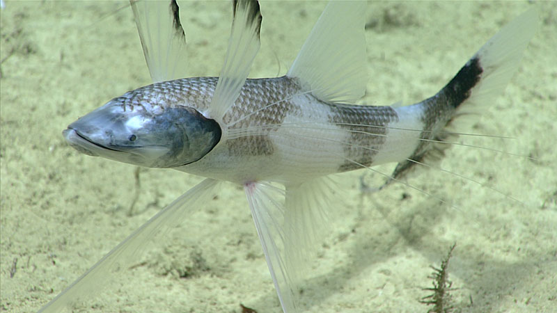 The tripod fish Bathypterois viridensis observed during Dive 6.
