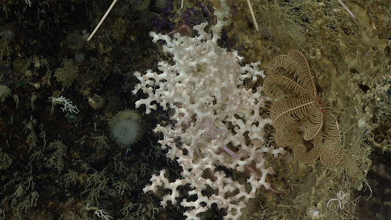 This branched colonial scleractinian coral, Solenosmilia variabilis, and crinoid filmed on a steep vertical wall during Dive 6.