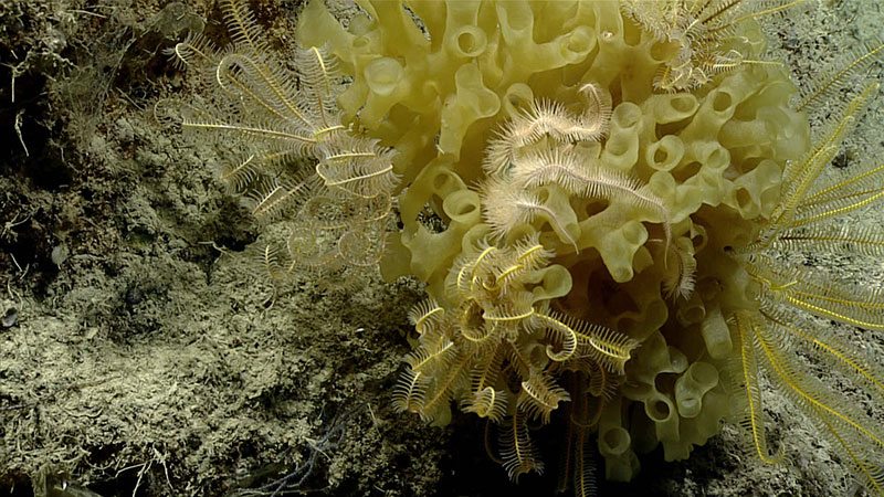 Crinoids and brittle stars attached to the glass sponge Farrea occa. These echinoderms were frequently observed attached to glass sponges, black corals, stylasterids and octocorals during the dive.
