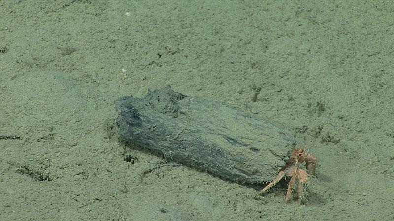 Two hermit crabs were seen using hollowed pieces of wood during Dive 7.