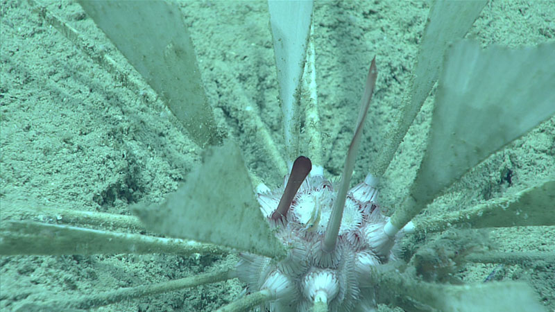Several species or urchins were seen during Dive 7, including this distinctive species (Cidaris blakei) with fan-like spines.